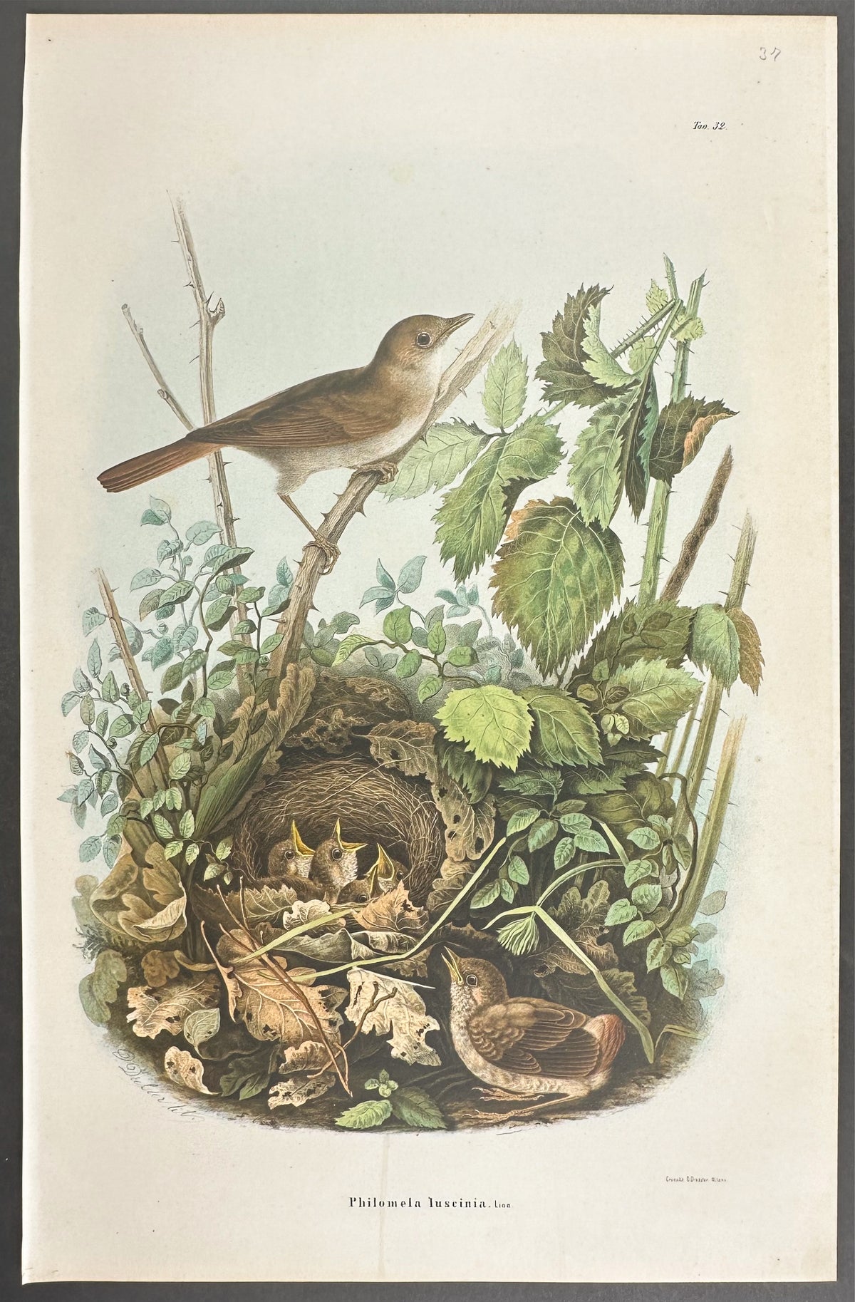 Nightingale - Philomela Luscinia