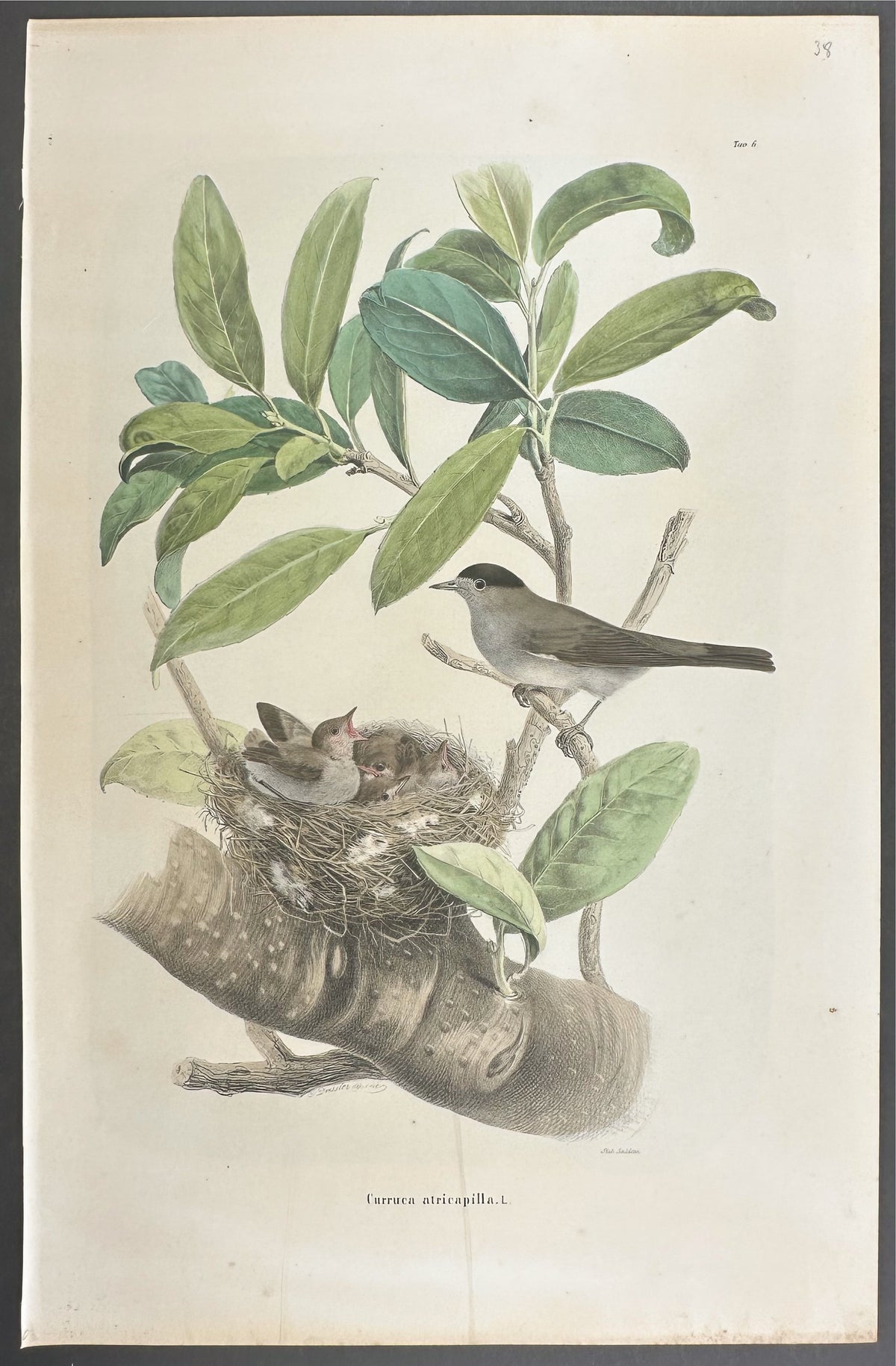 Warbler - Curruca atricapilla