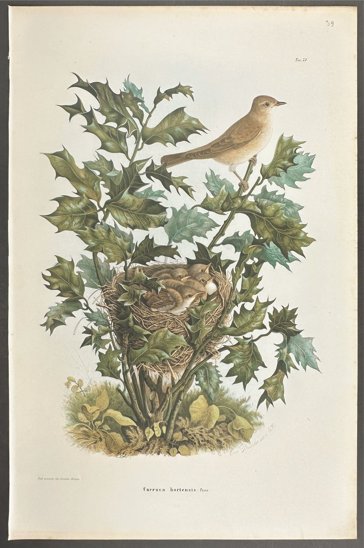 Western Orphean Warbler - Curruca hortensis