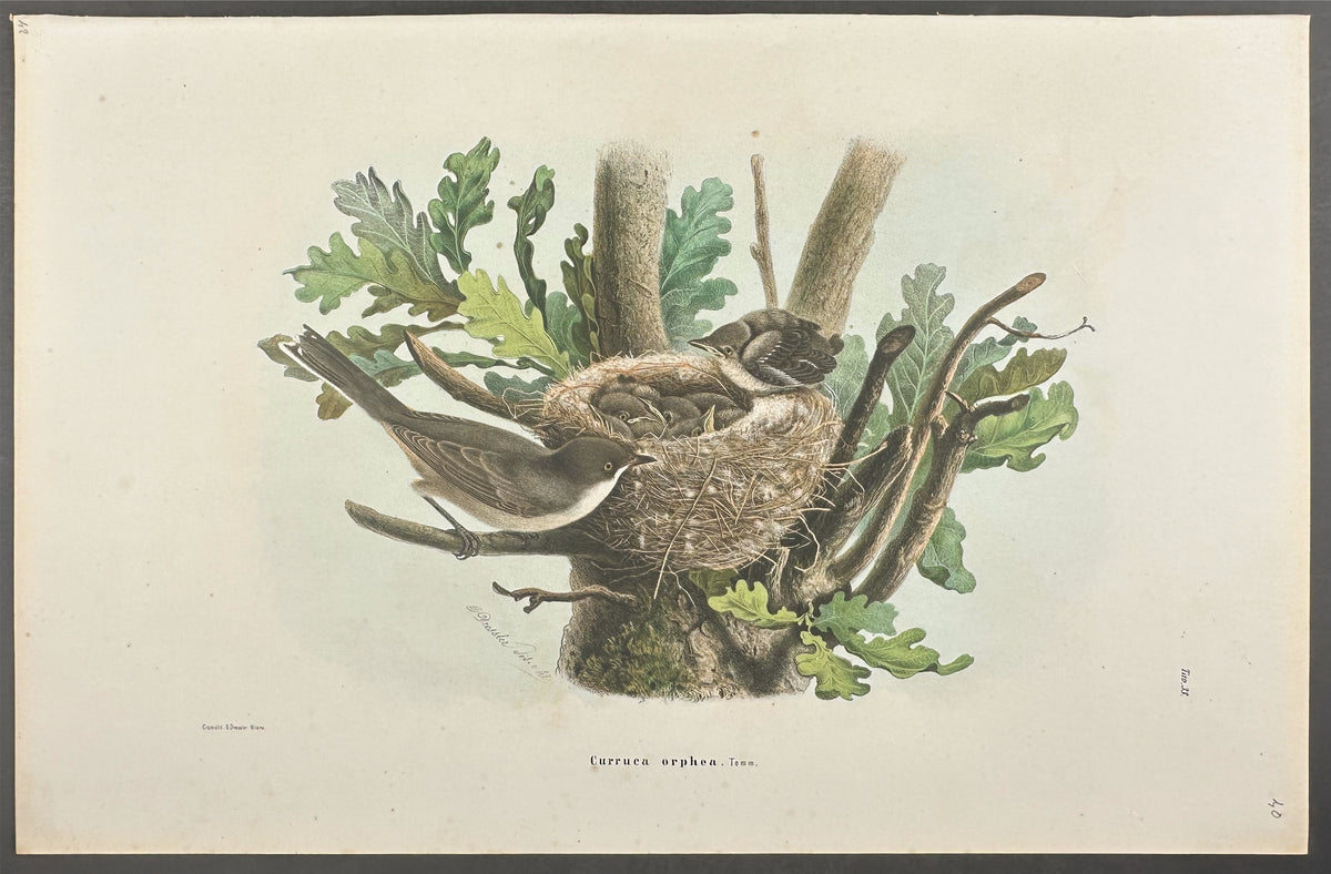 Orphean Warbler - Curruca orphea