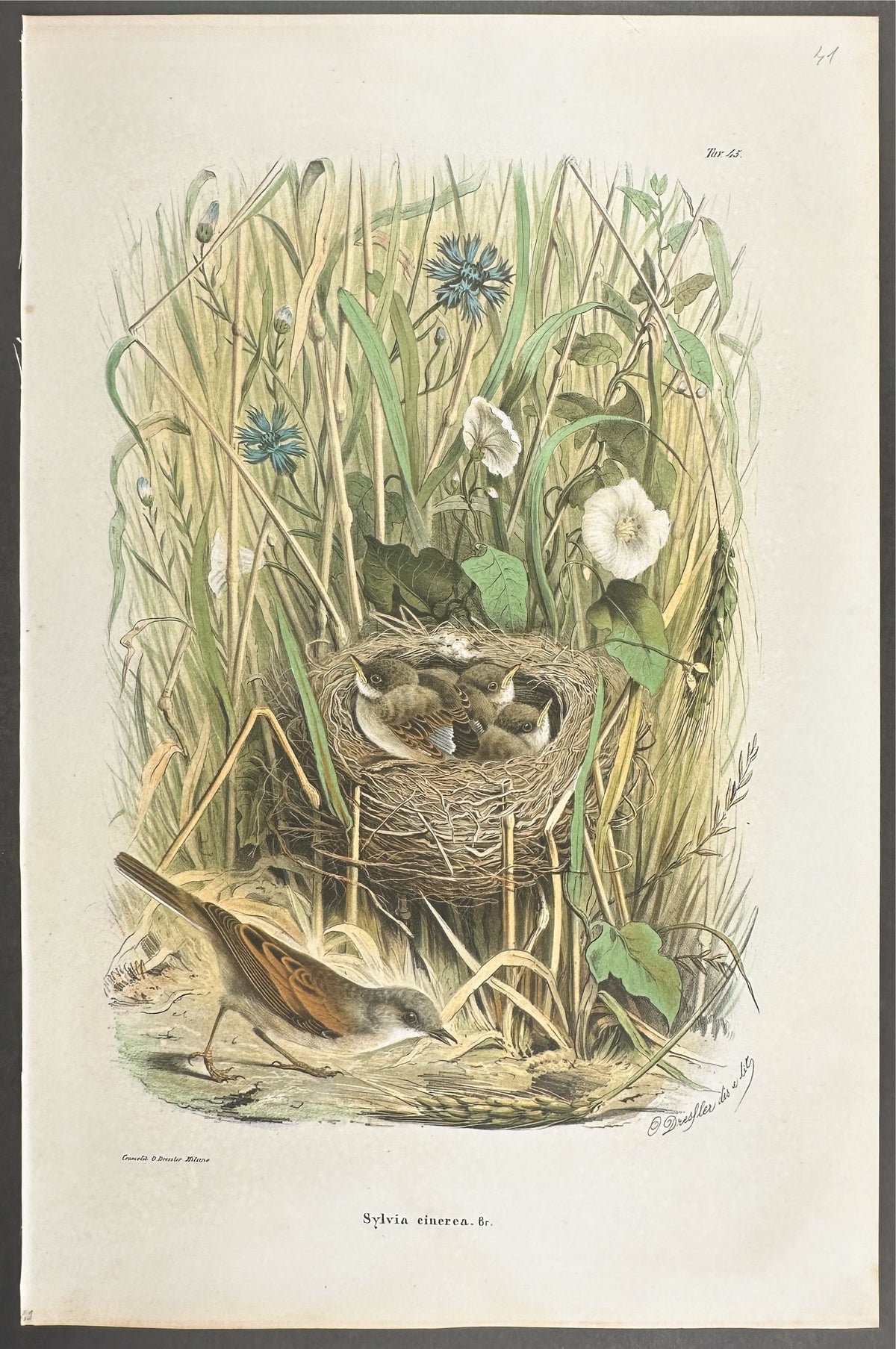 Whitethroat - Sylvia cinerea