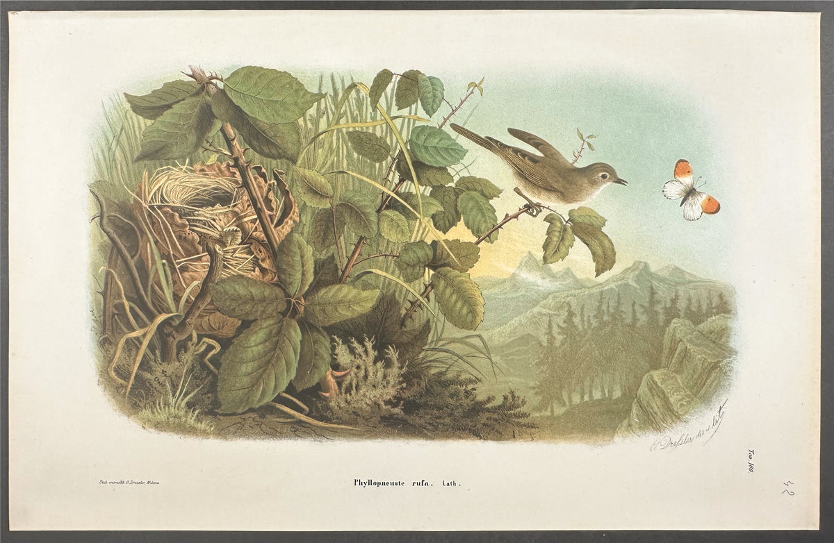 Chiff-Chaff - Phyllopneuste Rufa