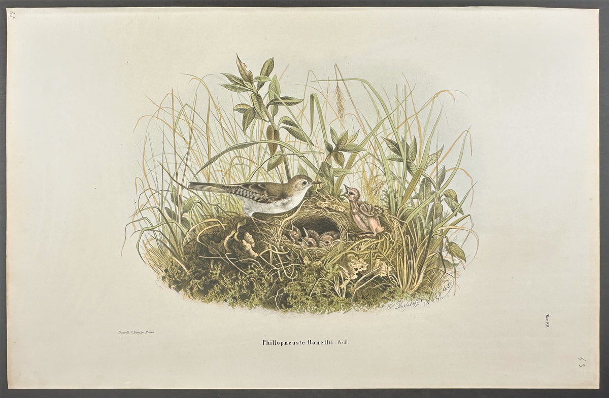Warbler - Phillopneuste Bonellii
