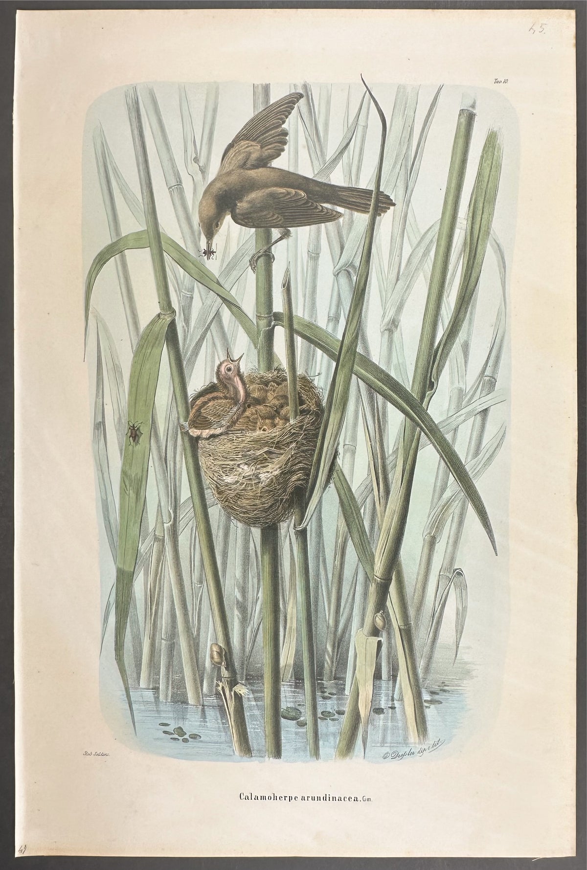 Reed Warbler - Calamoherpe Arundinacea