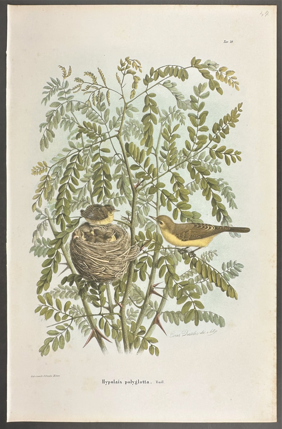 Melodious Warbler - Hypolais polyglotta