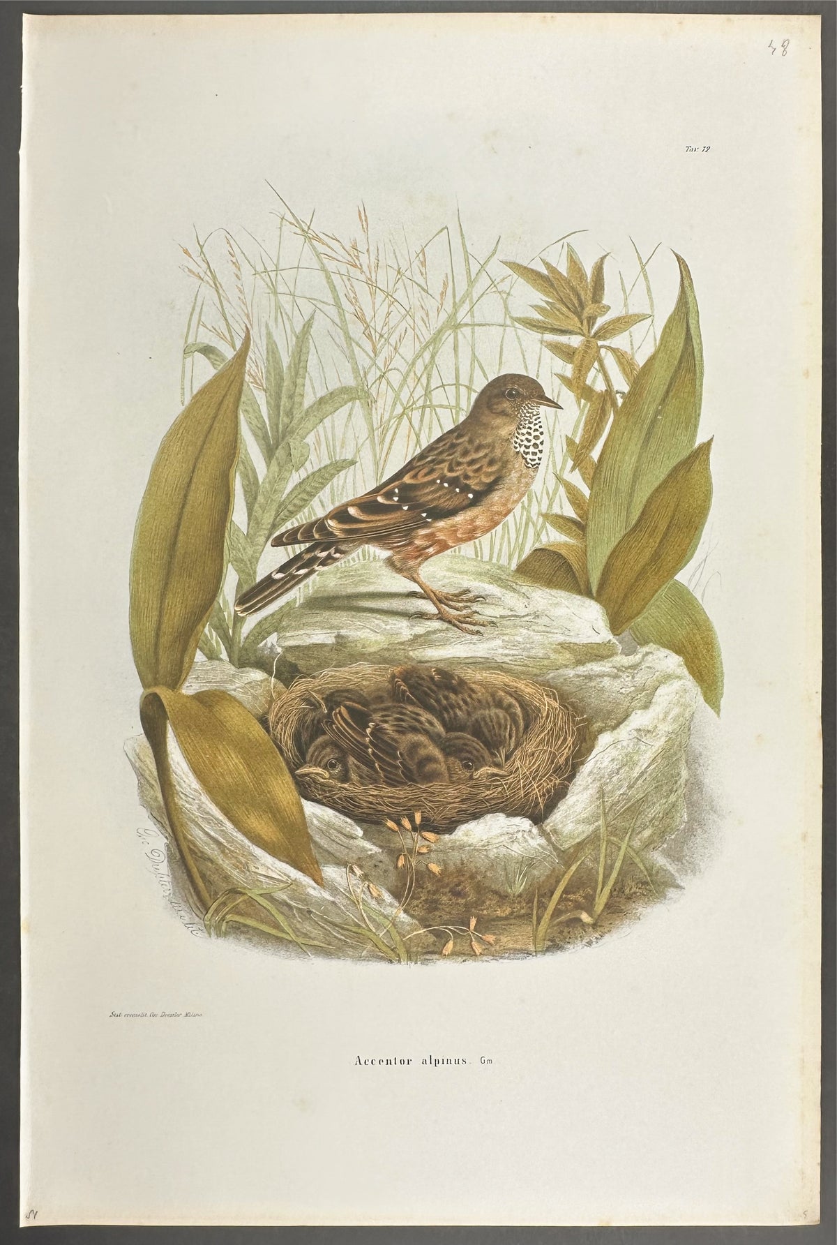 Alpine Accentor - Accentor alpinus