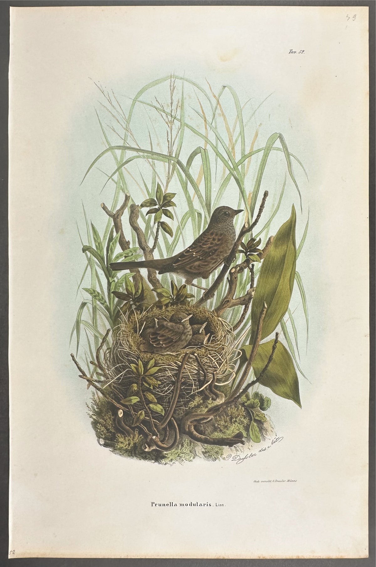 Dunnock - Prunella modularis
