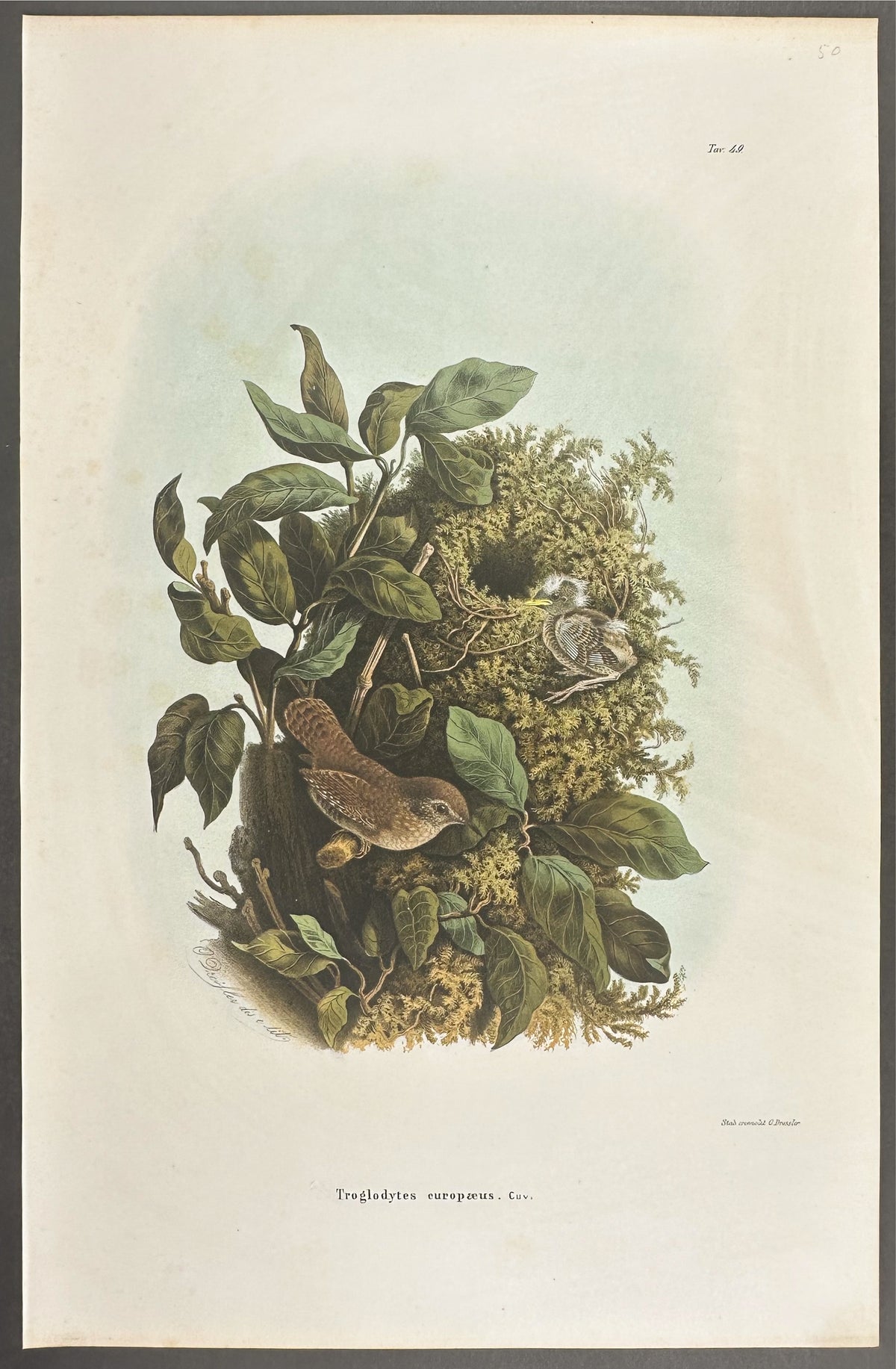 Wren - Troglodytes europaeus