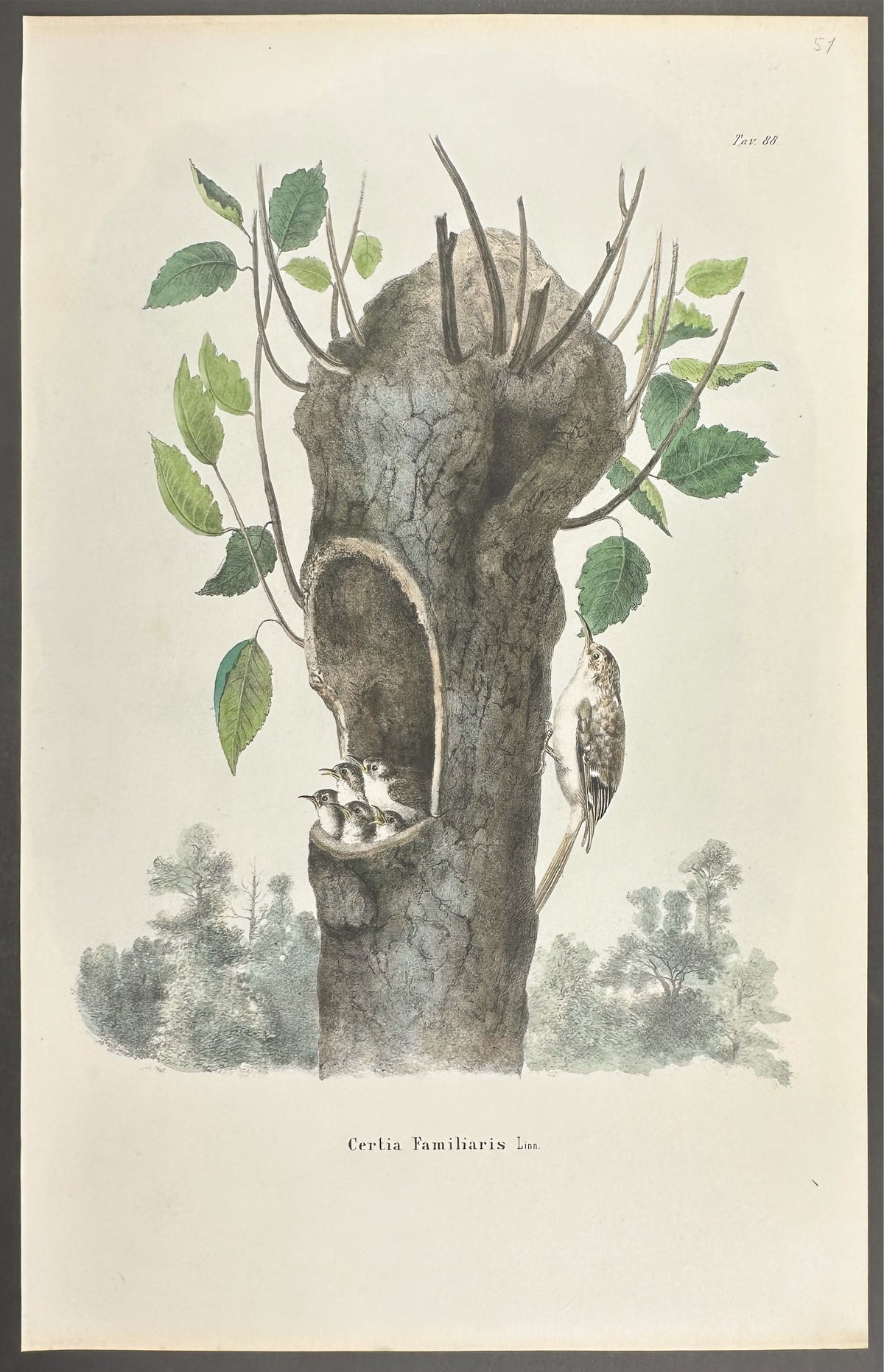 Eurasian Treecreeper - Certia Familiaris