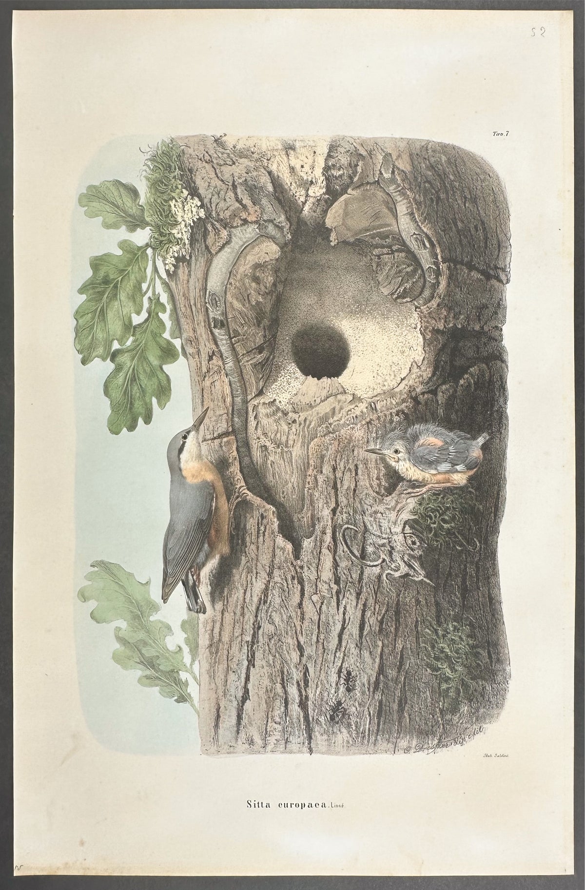 Eurasian Nuthatch - Sitta Europaea