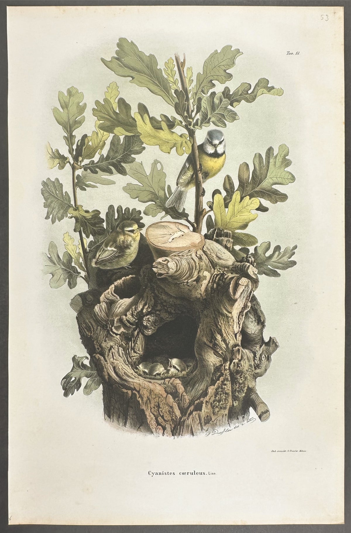 Eurasian Blue Tit - Cyanistes coeruleus