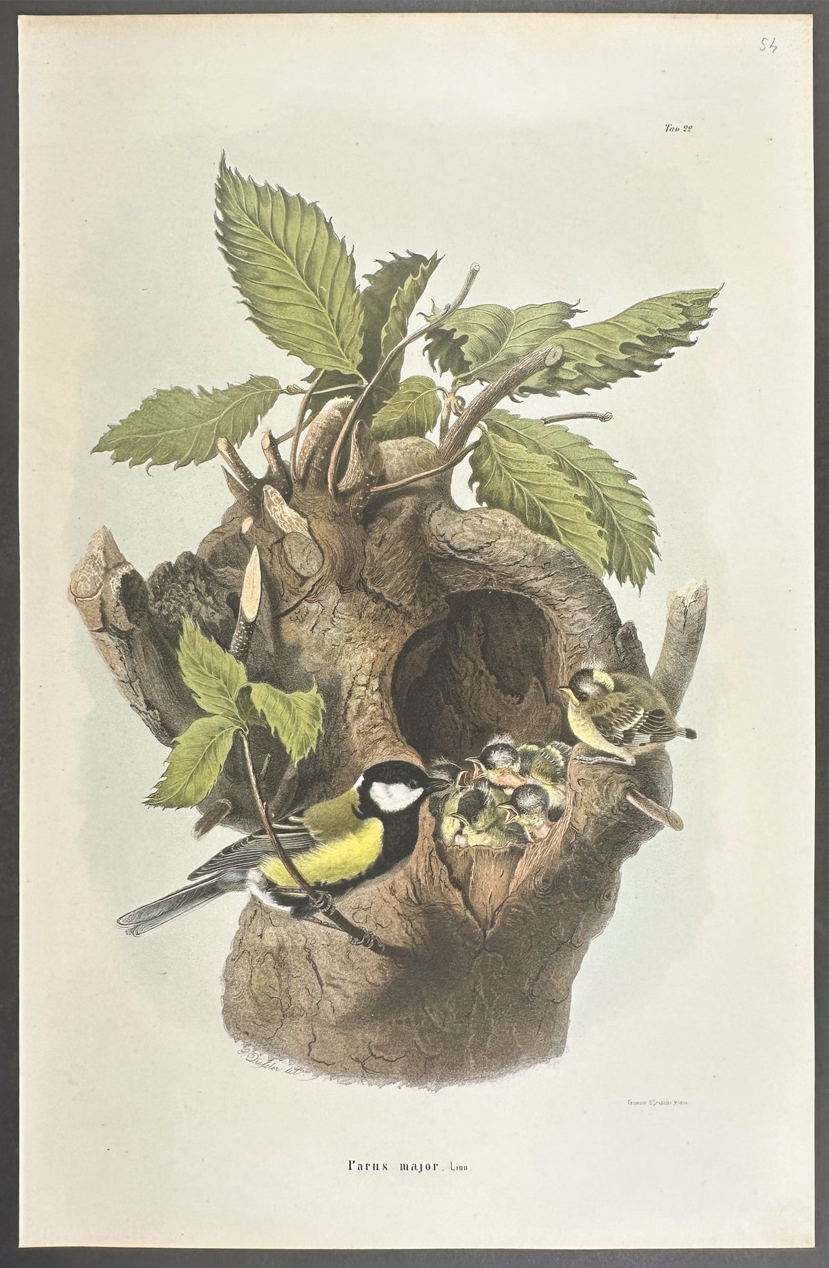 Great Tit - Parus major