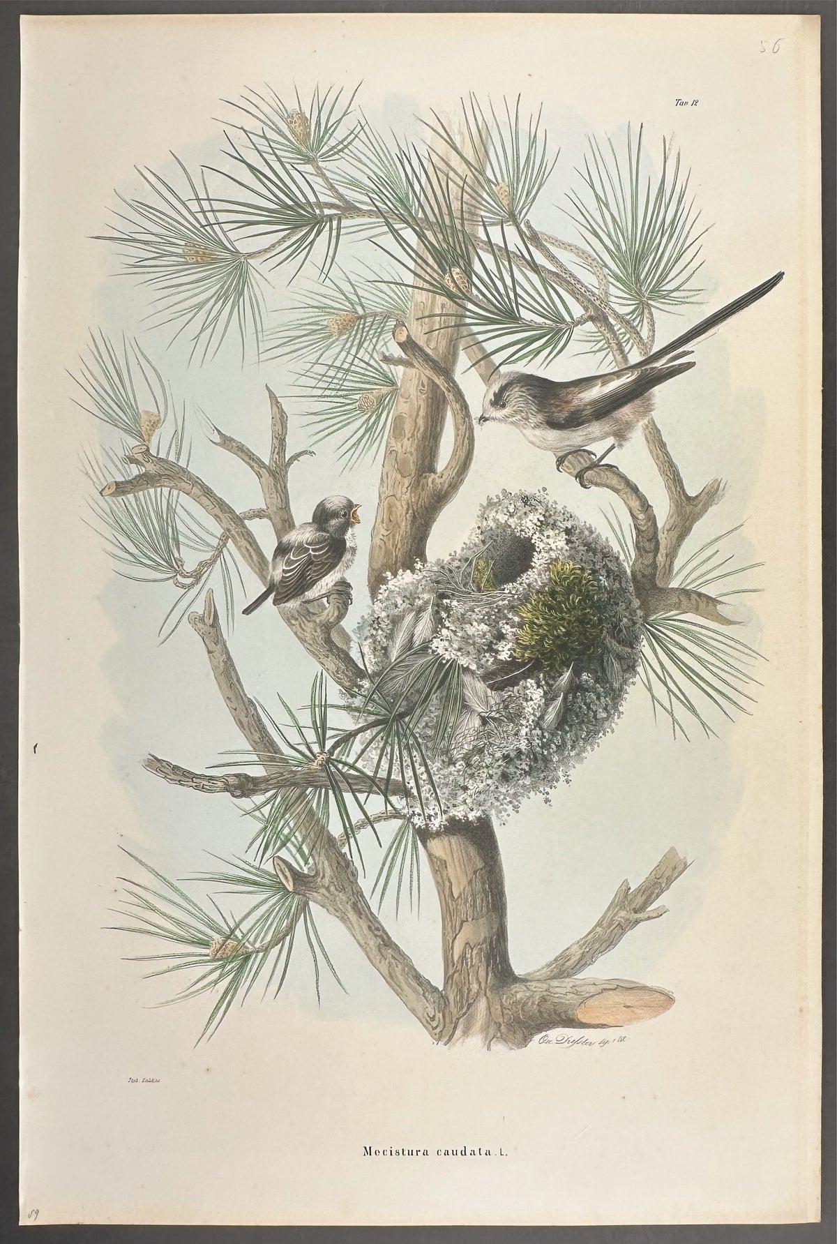 Long-tailed Tit - Mecistura Caudata