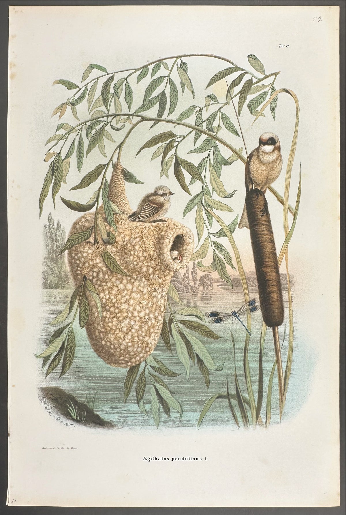 Tit - Aegithalus pendulinus