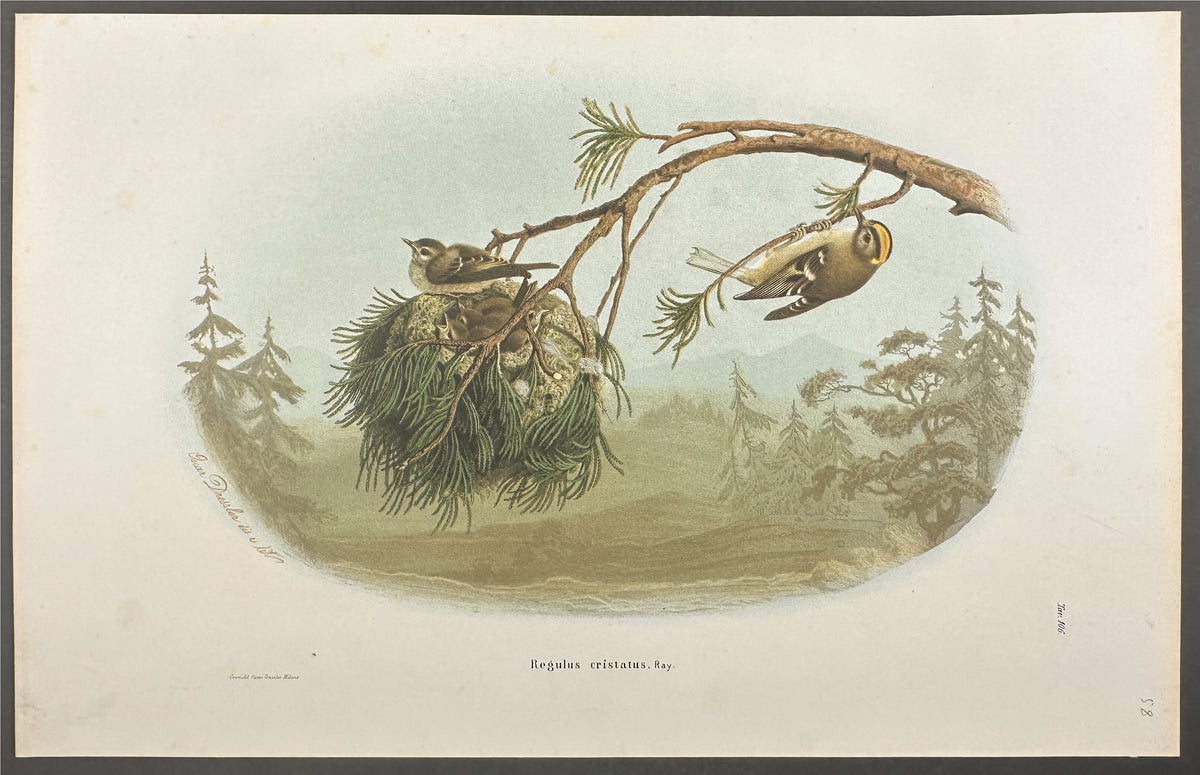 Golden-crested Wren or Kinglet - Regulus cristatus