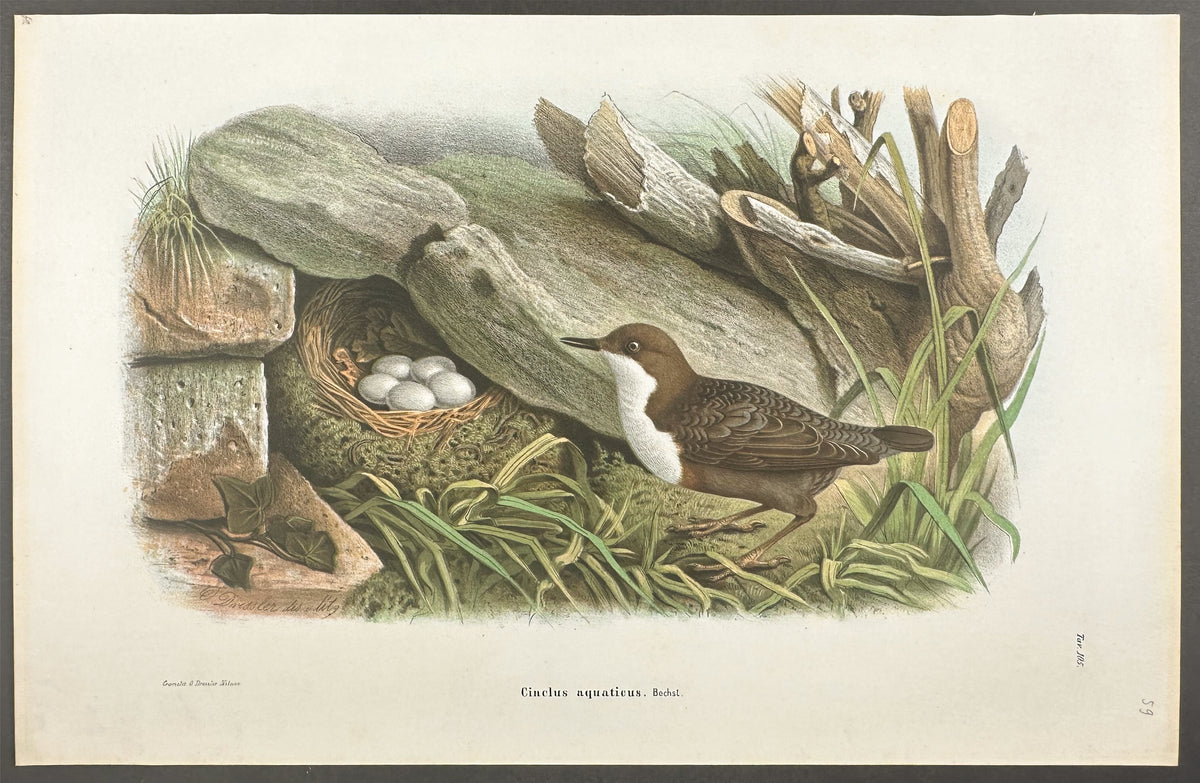 White-throated Dipper - Cinclus Aquaticus