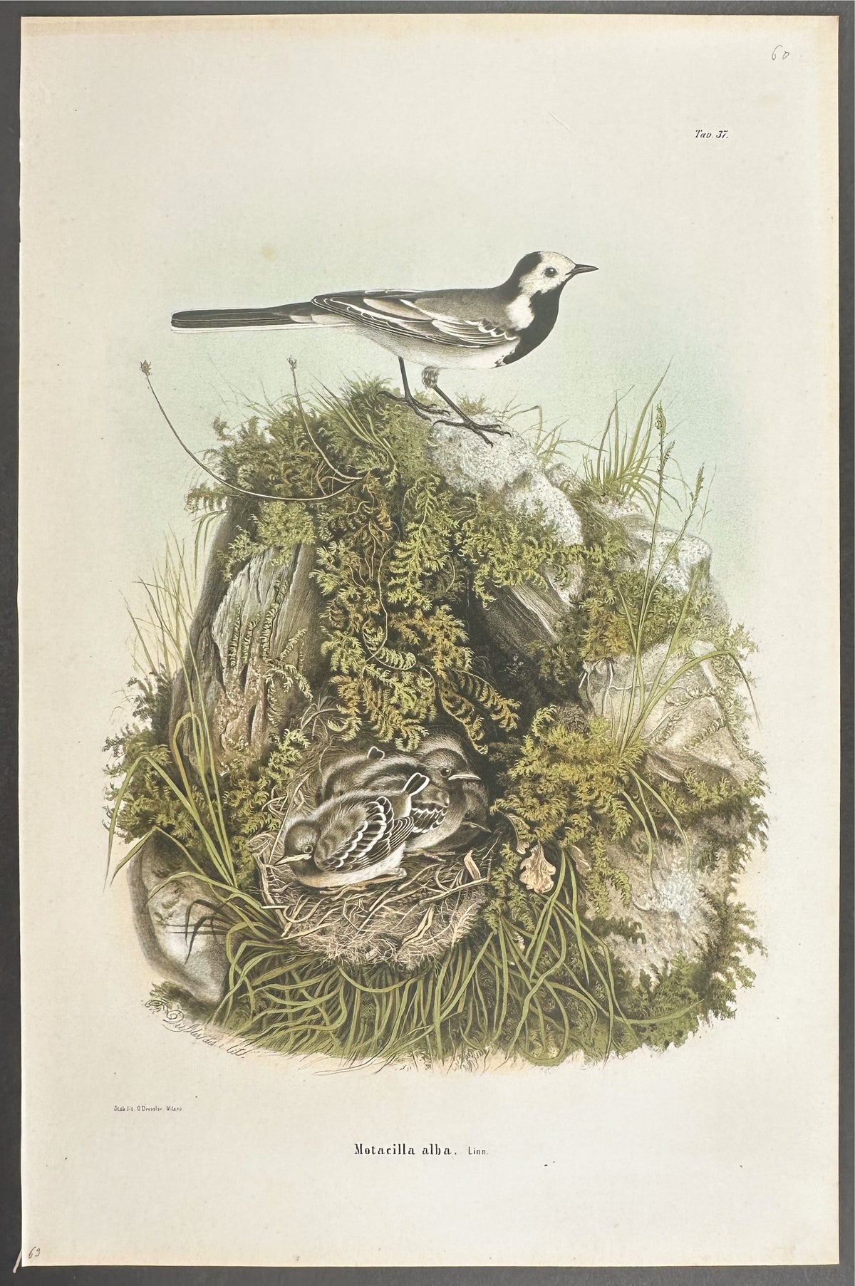 White Wagtail - Motacilla alba