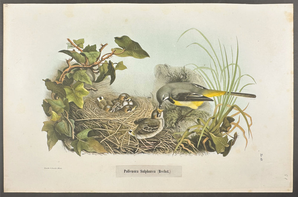 Grey Wagtail - Pallenura Sulpherea