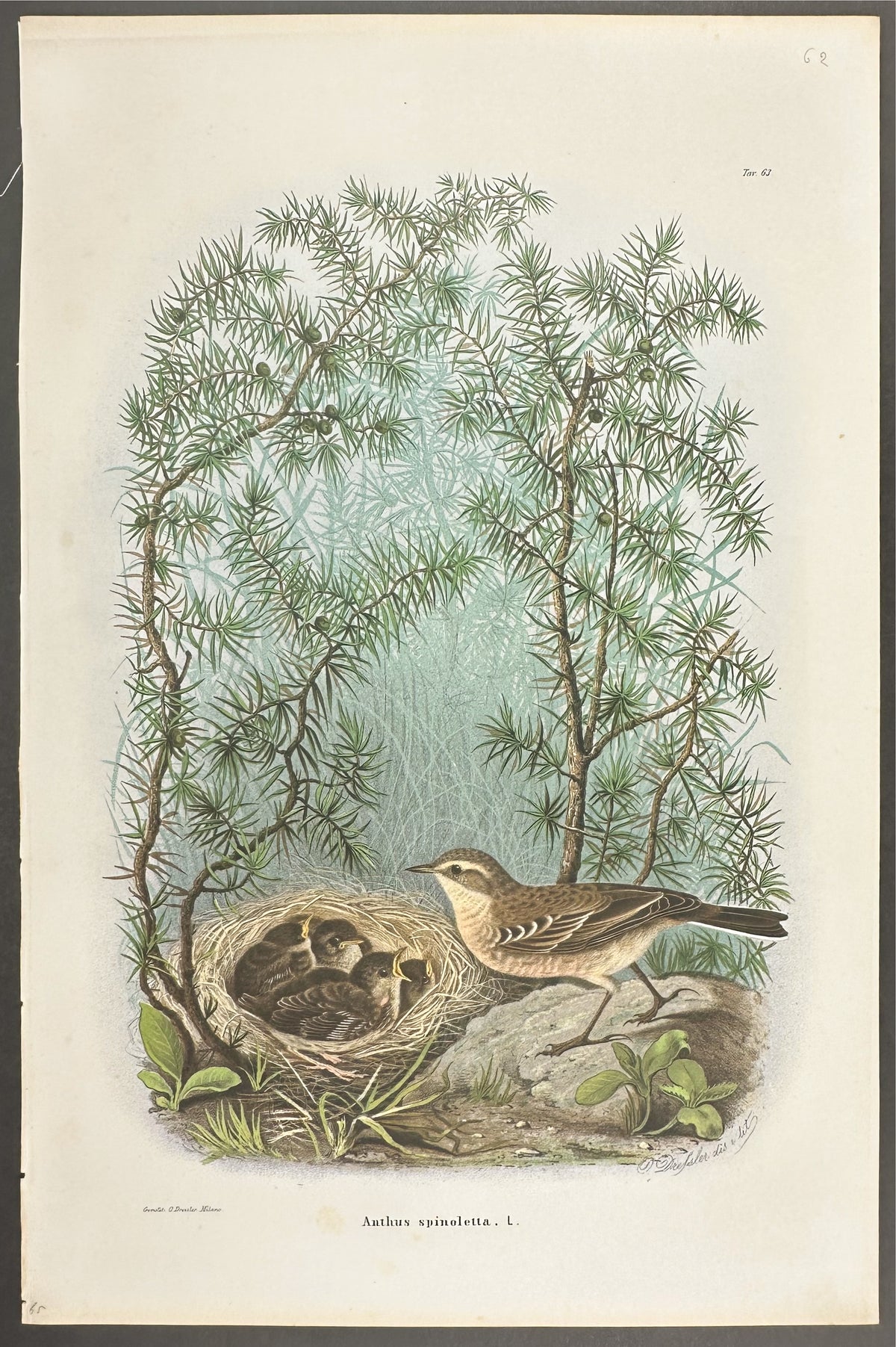 Water Pipit - Anthus Spinoletta