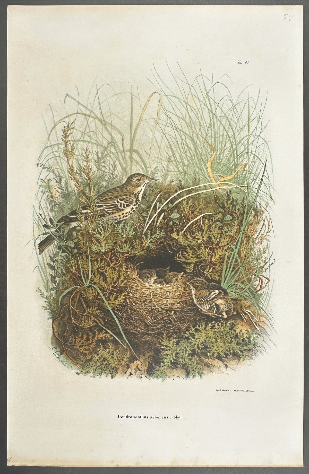 Wagtail - Dendronanthus Arboreus