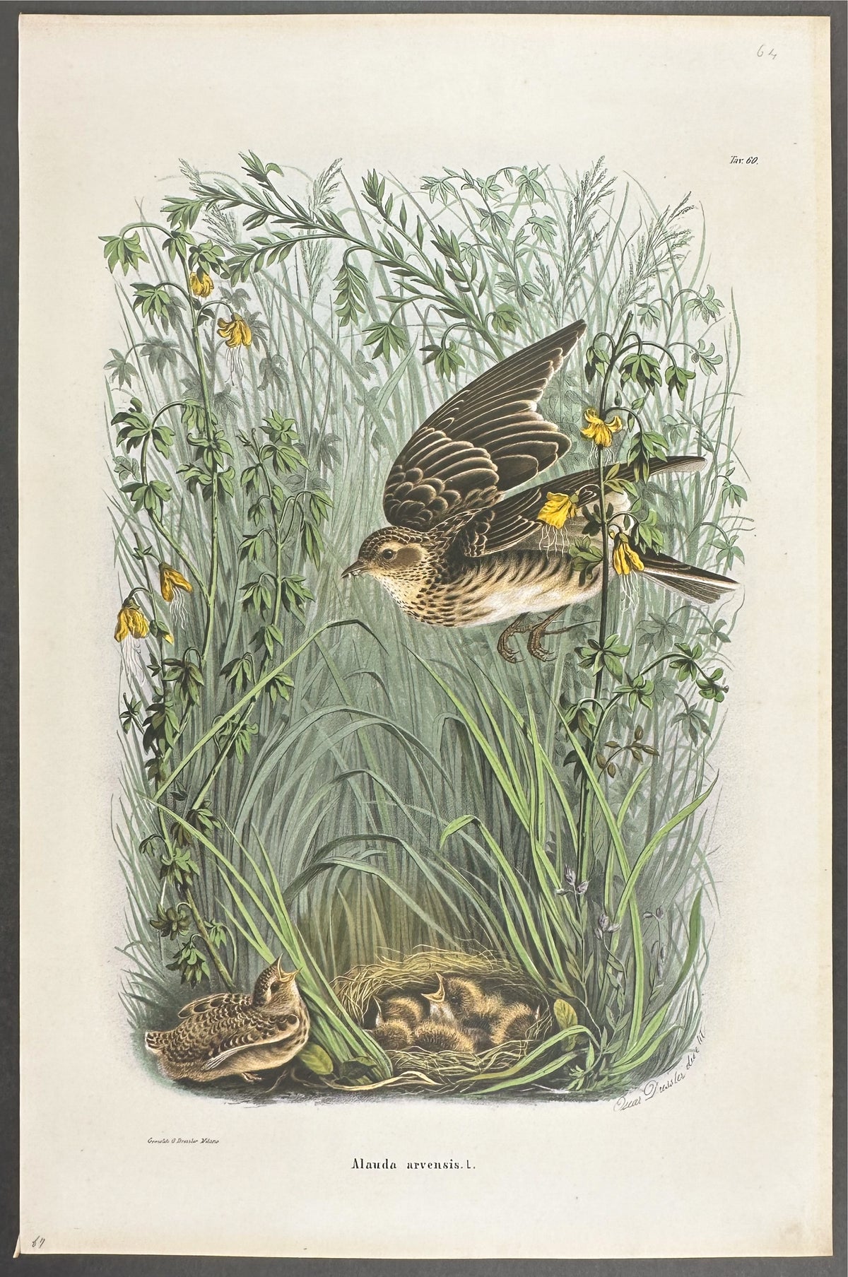 Eurasian Skylark - Alauda arvensis