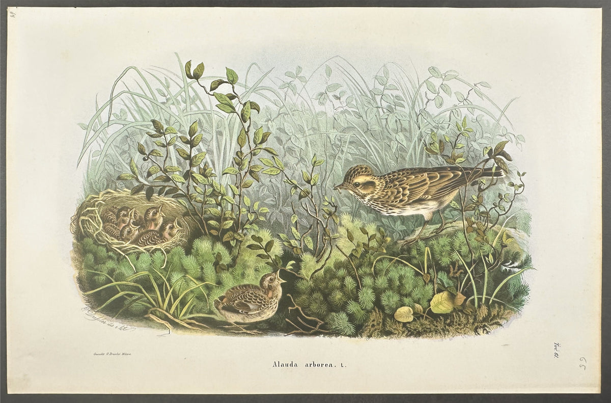 Woodlark - Alauda arborea
