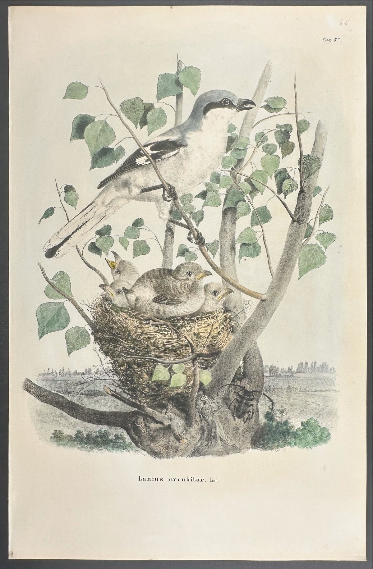 Great Grey Shrike - Lanius excubitor