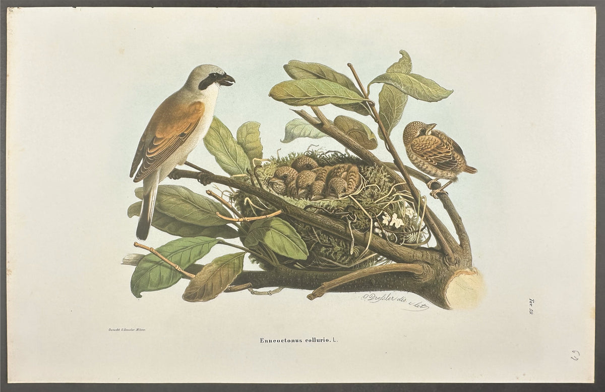 Red-Backed Shrike - Enneoctonus collurio