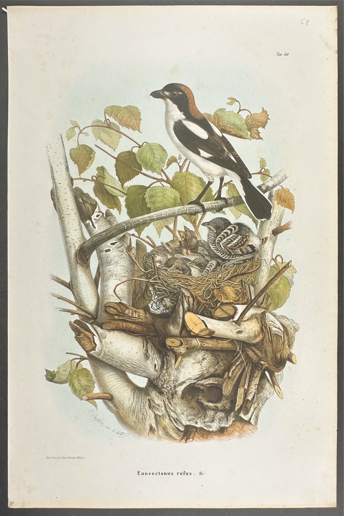 Woodchat - Enneoctonus Rufus