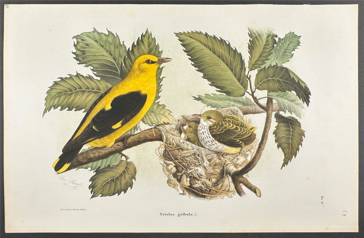 Golden Oriole - Oriolus galbula