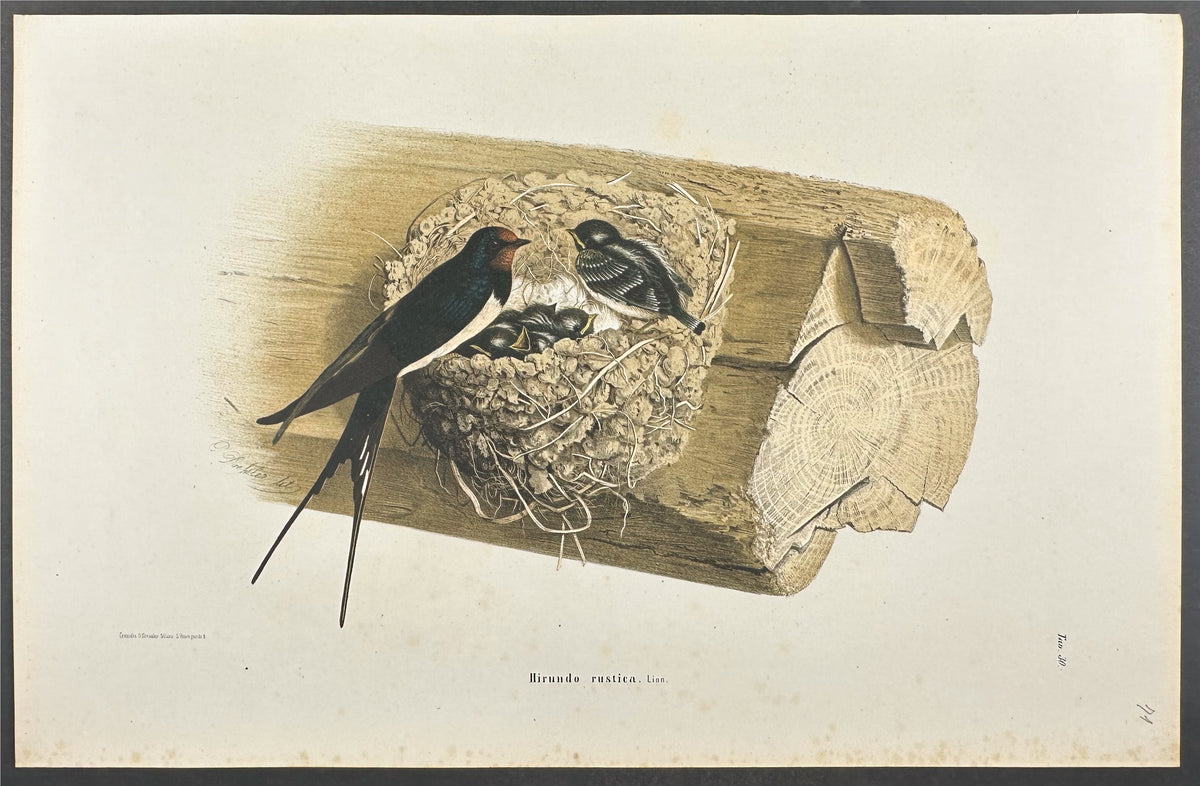 Barn Swallow - Hirundo rustica