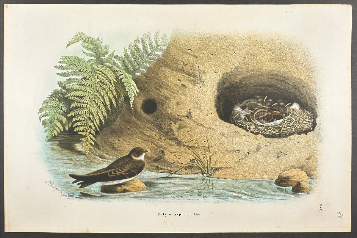 Sand Martin - Cotyle Riparia