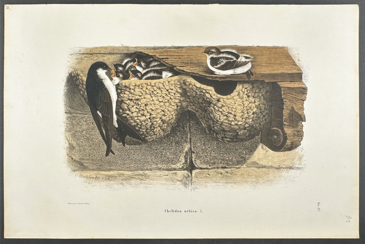 House Martin - Chelidon urbica