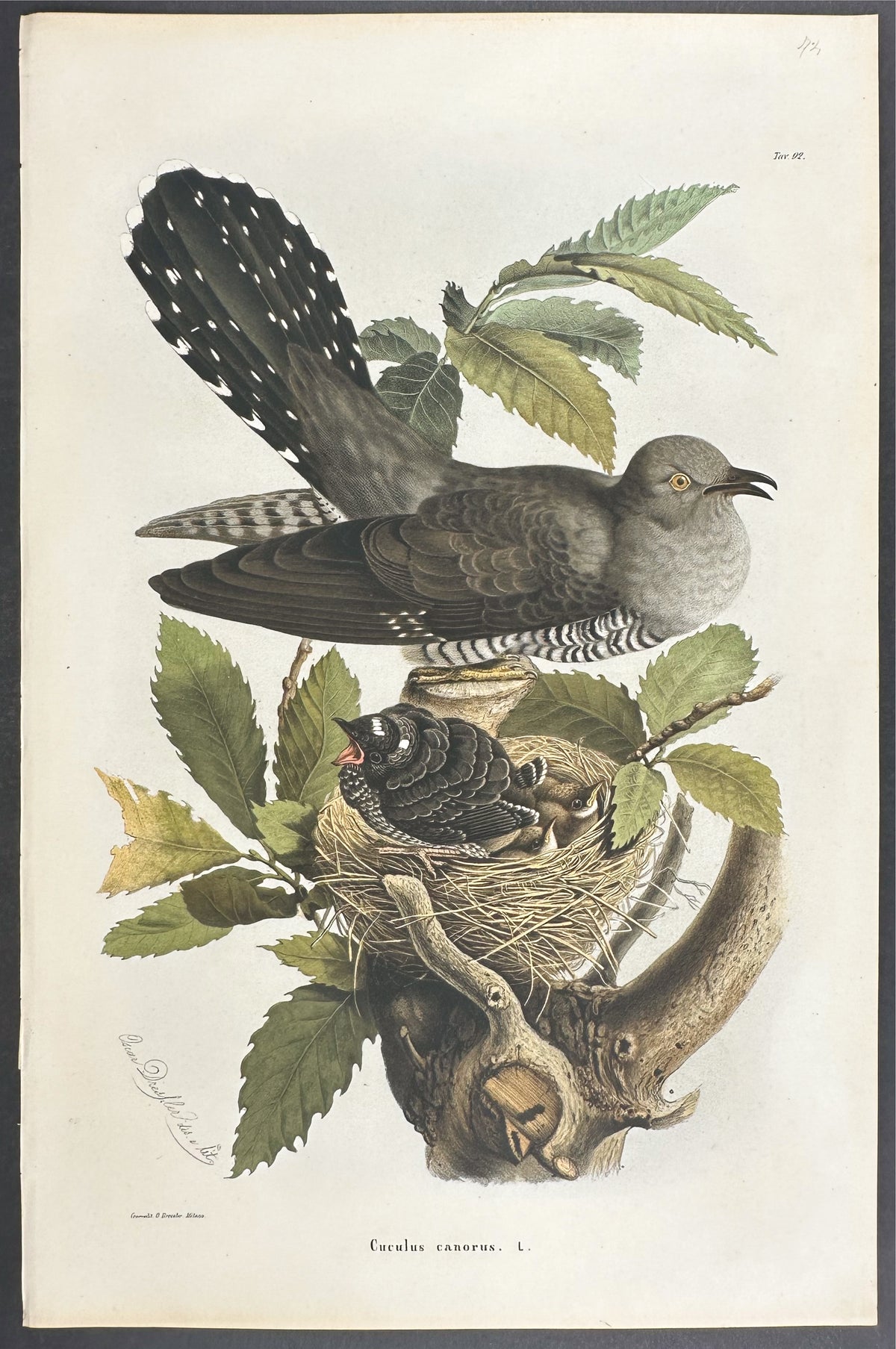 Common Cuckoo - Cuculus canorus