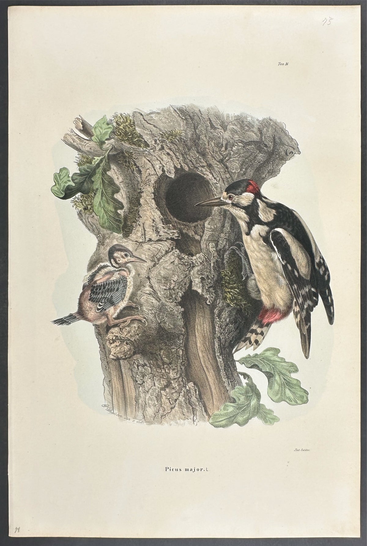 Great Spotted Woodpecker - Picus major