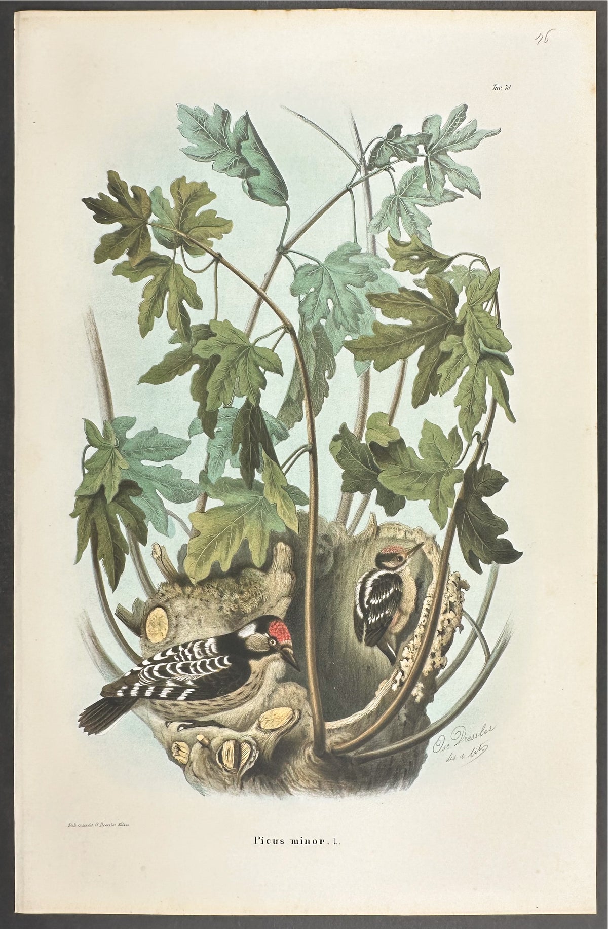 Lesser Spotted Woodpecker - Picus minor
