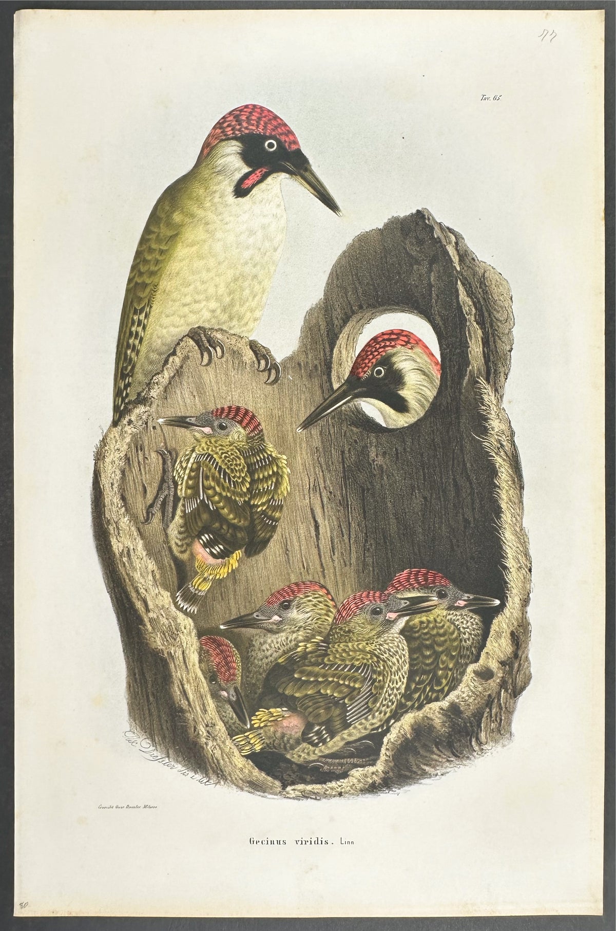 Green Woodpecker - Gecinus viridis
