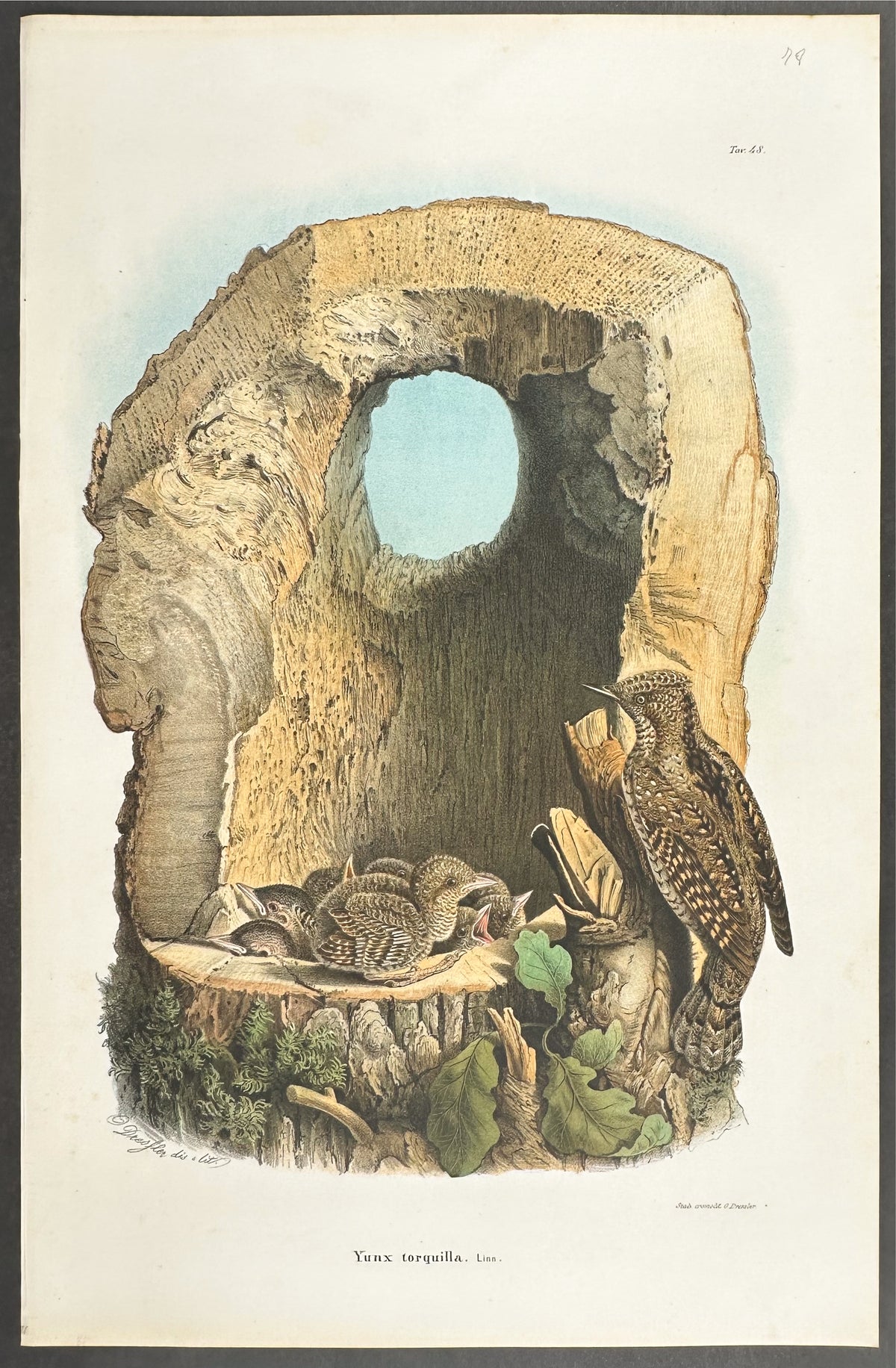 Eurasian Wryneck - Yunx torquilla