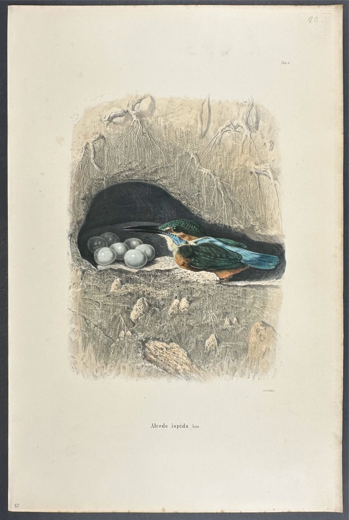 Kingfisher - Alcedo ispida
