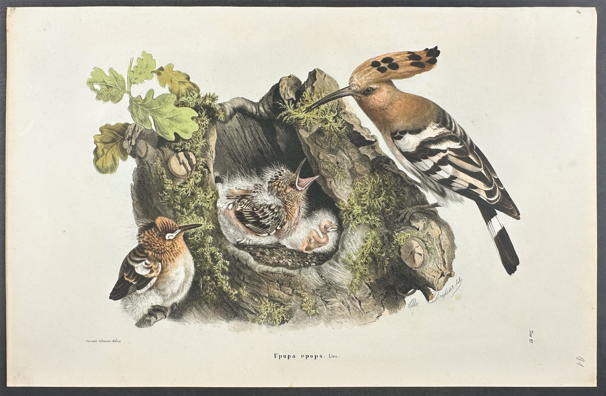 Eurasian Hoopoe - Upupa epops