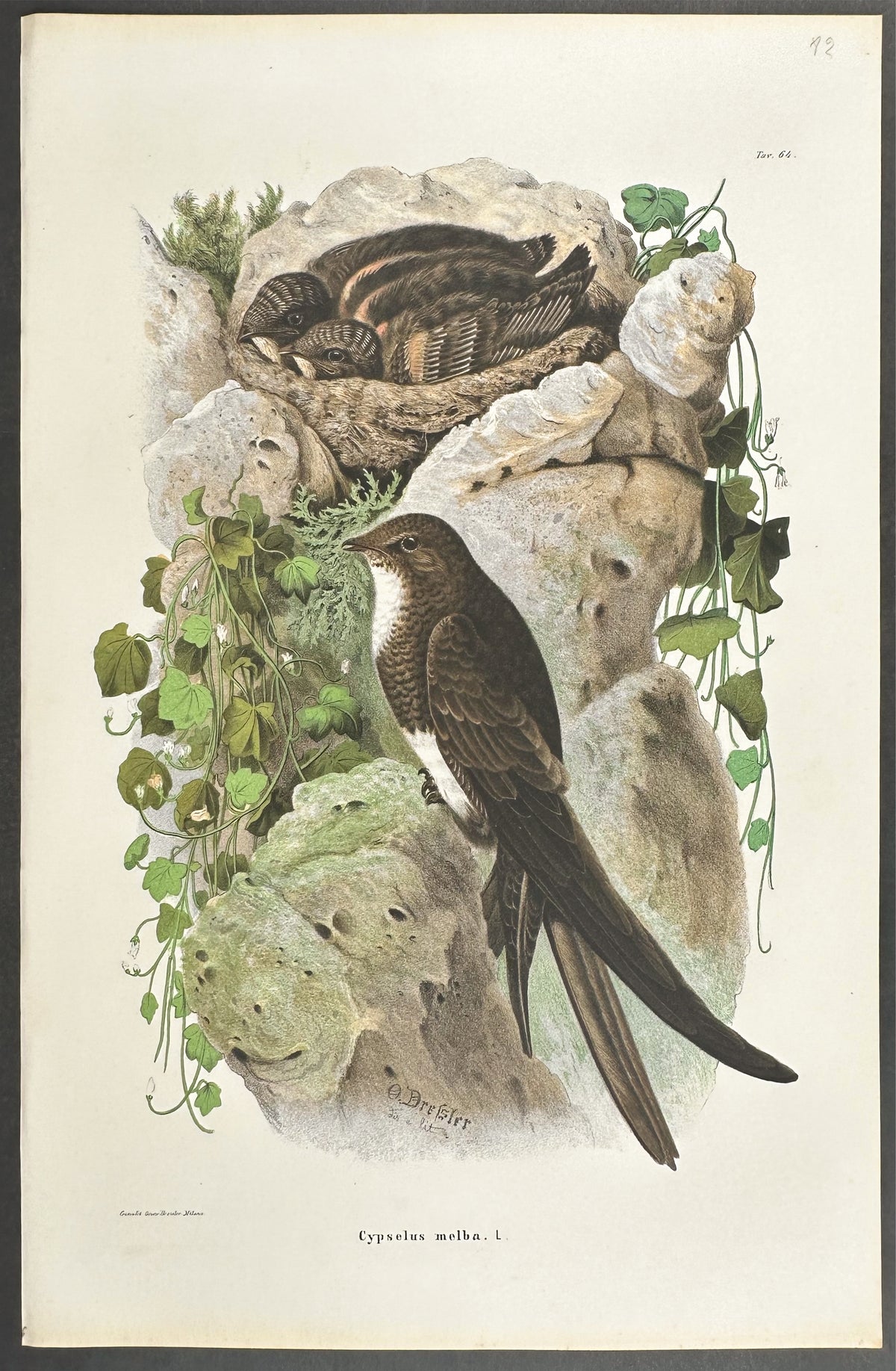 Alpine Swift - Cypselus melba