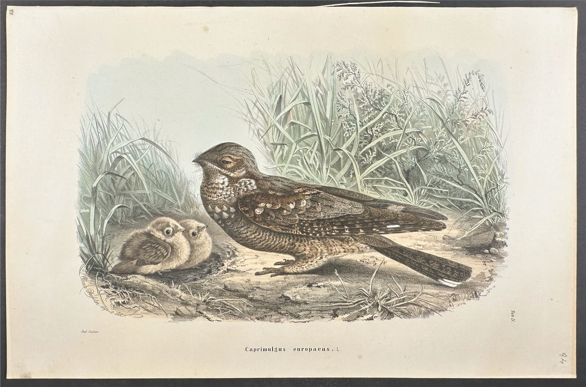 European Nightjar - Caprimulgus Europaeus