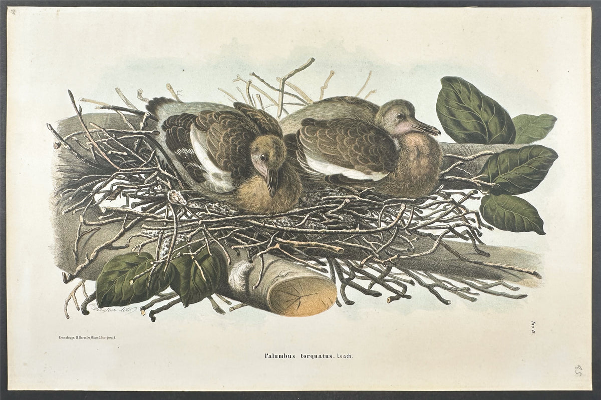 Wood-Pigeon - Palumbus torquatus