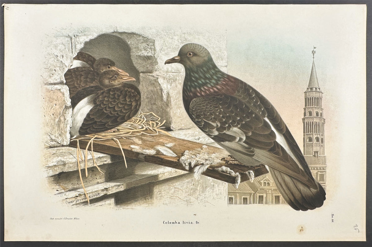 Rock Dove or Pigeon - Colomba livia