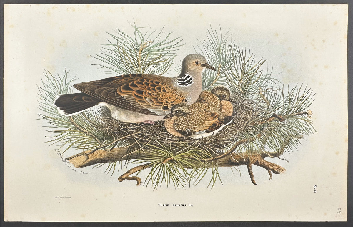 Turtle-Dove - Turtur auritus