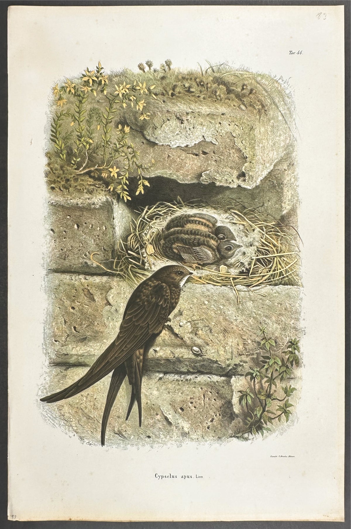 Swift - Cypselus apus