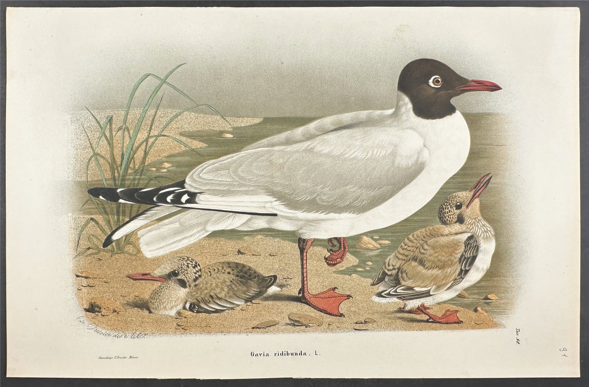 Bird - Gavia Ridibunda