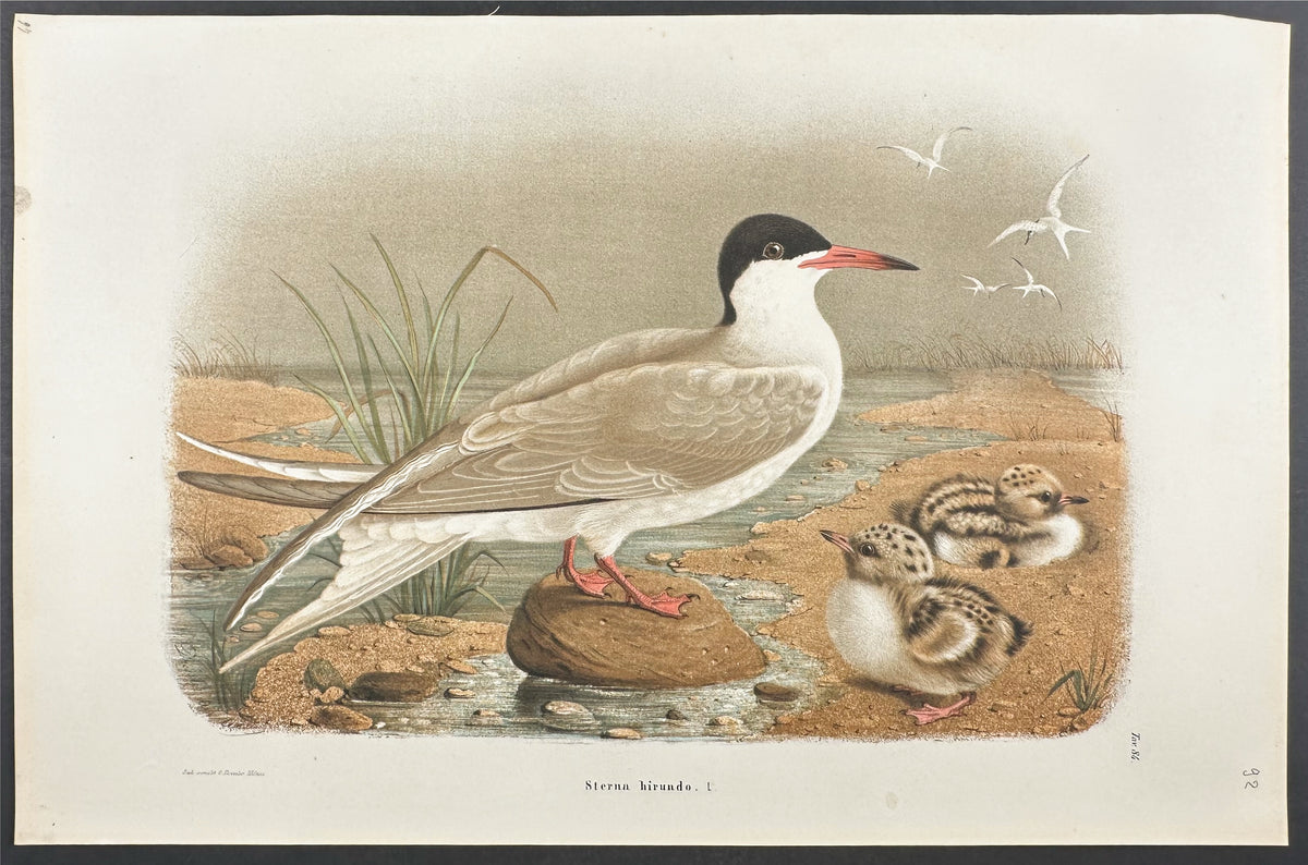 Common Tern - Sterna hirundo