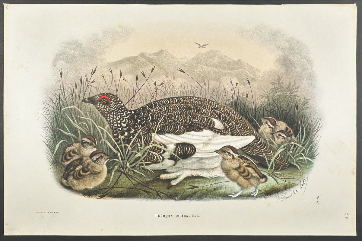 Rock Ptarmigan - Lagopus mutus