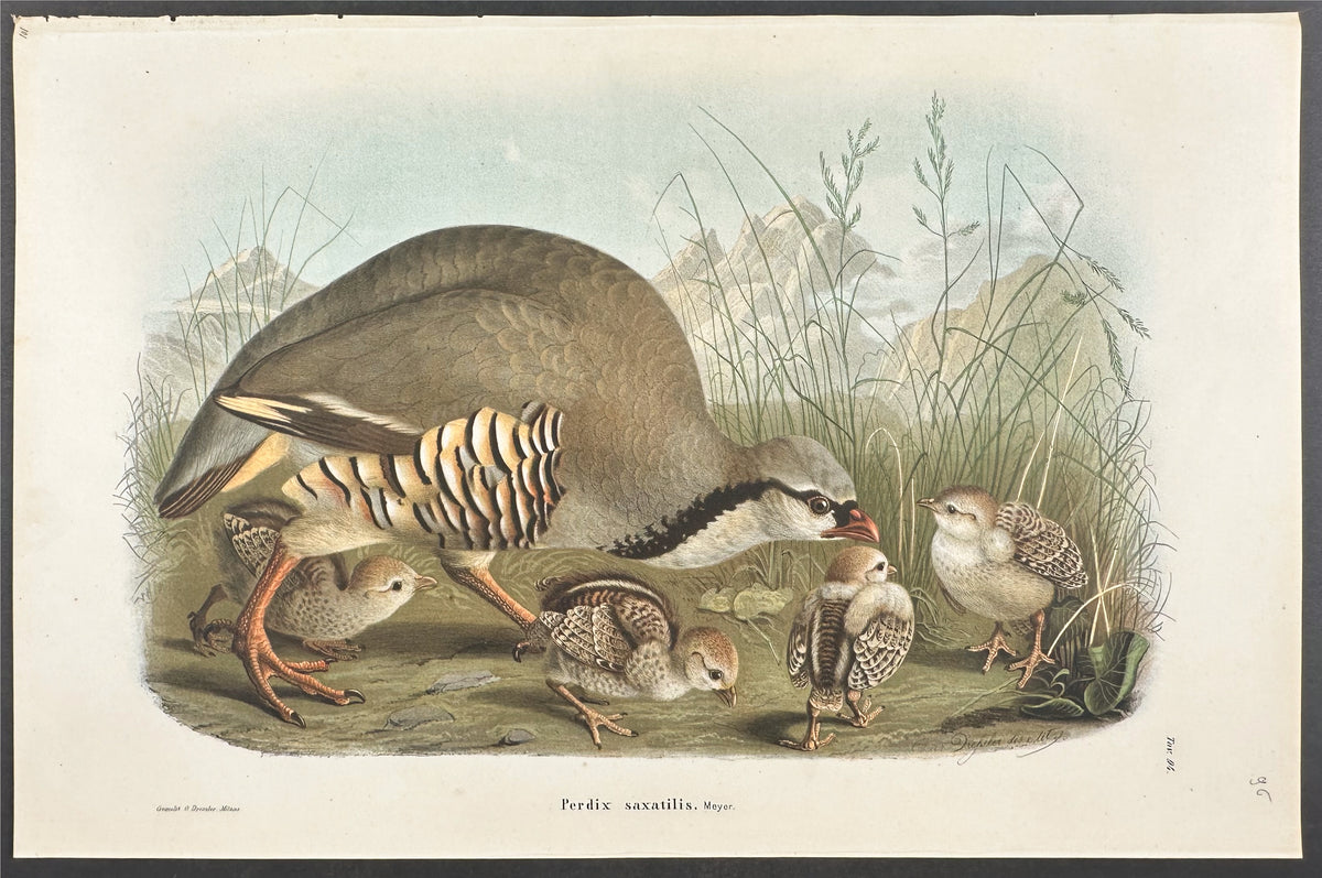 Partridge - Perdix saxatilis
